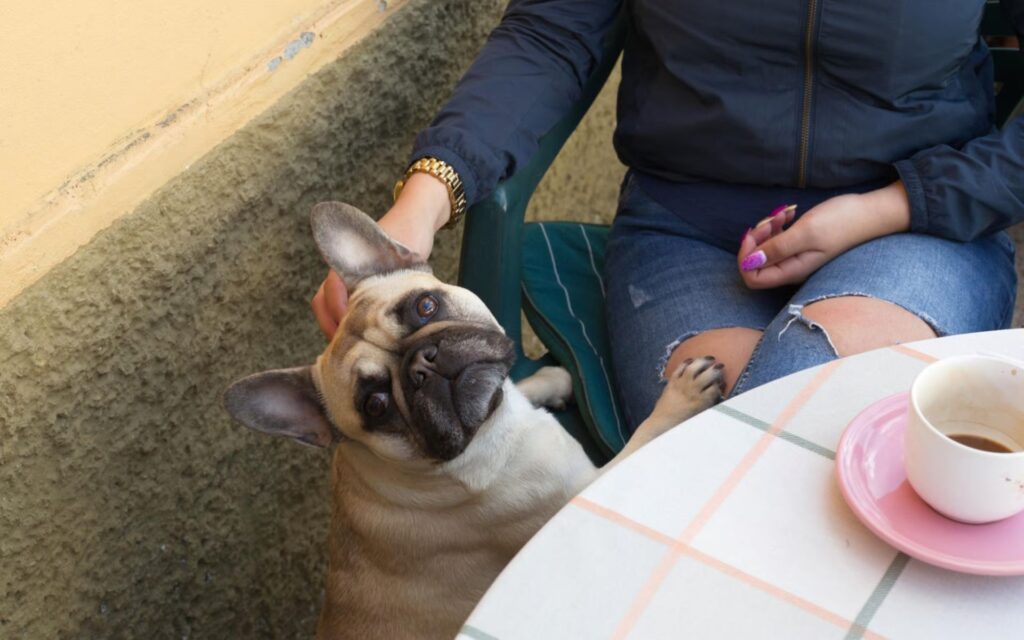 Pet-Friendly Restaurants in Hilltop, CO